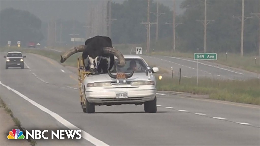 Car with giant bull as passenger pulled over by Nebraska&nbsp;police