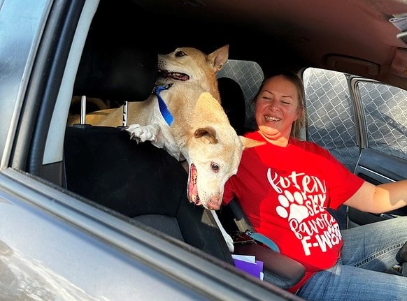 Stranger saves dogs from being put down while owner is in&nbsp;coma.